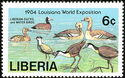 Liberian Ducks and Water Birds