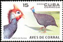 Helmeted Guineafowl (Numida meleagris)