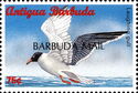 Laughing gull (Leucophaeus atricilla) - Overprinted