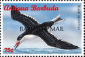 Black skimmer (Rynchops niger) - Overprinted