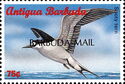 Sooty tern (Onychoprion fuscatus) - Overprinted