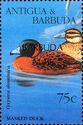 Masked Duck (Oxyura dominica) - Overprinted
