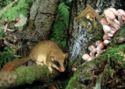 Forest Dormice (Dryomys nitedula)