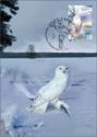 Snowy Owl (Bubo scandiacus)