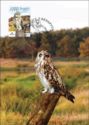 Short-eared Owl (Asio flammeus)