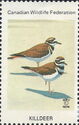 Killdeer (Charadrius vociferus)