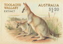 Toolache Wallaby (Notamacropus greyi)