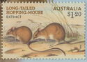 Long-tailed Hopping-mouse (Notomys longicaudatus)