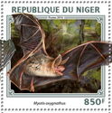Lesser Myotis (Myotis oxygnathus)