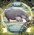 Hippopotamus (Hippopotamus amphibius)
