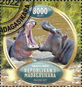 Hippopotamus (Hippopotamus amphibius)