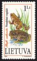 Natterjack Toad (Bufo calamita)