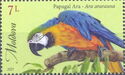 Blue-and-Yellow Macaw (Ara ararauna)