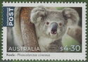 Koala (Phascolarctos cinereus)