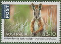 Yellow-Footed Rock-Wallaby (Petrogale xanthopus)