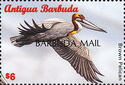 Brown Pelican (Pelecanus occidentalis) - Overprinted