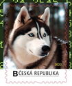 Sibiřský husky