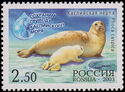Caspian Seal (Phoca caspica)