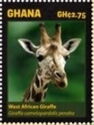 West African Giraffe (Giraffa camelopardalis peralta)
