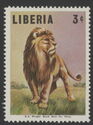 Lion (Panthera leo)