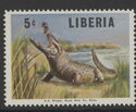 Slender-snouted Crocodile (Crocodylus cataphractus)