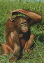 Orangutan (Pongo sp.)