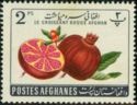 Pomegranate (Punica granatum)