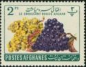 Grapes (Vitis vinifera)