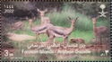 Arabian Coastal Gazelle (Gazella erlangeri)