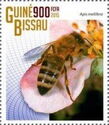 Western or European Honey Bee (Apis mellifera)