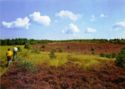 Naturschutzgebiet LÜNEBURGER HEIDE