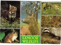 Exmoor wildlife