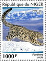 Snow Leopard (Panthera uncia)