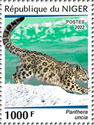 Snow Leopard (Panthera uncia)