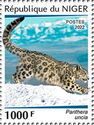 Snow Leopard (Panthera uncia)
