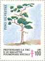 Scots Pine