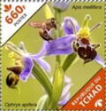 Ophrys apifera