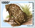 Suriname Toad (Pipa pipa)