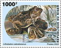 American Bullfrog (Lithobates catesbeianus)