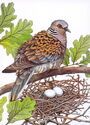European turtle dove