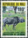 African Buffalo (Syncerus caffer)