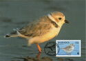 Piping Plover (Charadrius melodus)