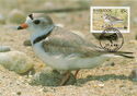 Piping Plover (Charadrius melodus)