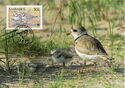 Piping Plover (Charadrius melodus)