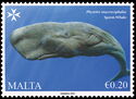 Sperm Whale (Physeter macrocephalus)