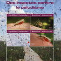 Insects Mosquitos Fight Against Malaria