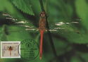 Ruddy Darter (Sympetrum sanguineum)