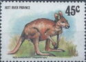 Red Kangaroo