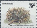 Spiny Anteater - Echidna