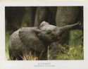 African Elephant Calf (Loxodonta africana)